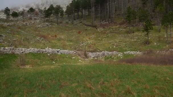 Brouillard épais dans la forêt et dans les montagnes dans le village de N — Video