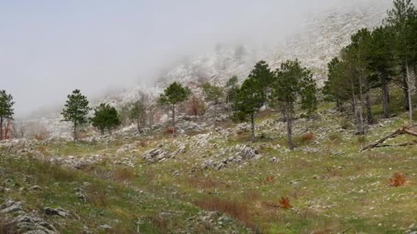 Hustá mlha v lese a v horách v obci N — Stock video