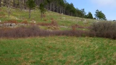 Karadağ'daki orman. Doku ağaç. Yaz aylarında orman