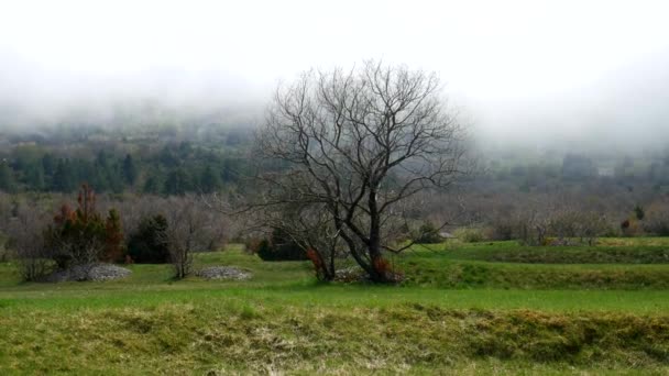 Thick fog in the forest and in the mountains in the village of N — Stock Video