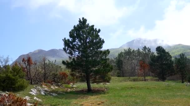 Naaldhout bos in Montenegro. Textuur boom. Bos in de som — Stockvideo