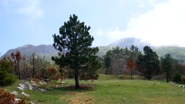 Floresta de coníferas no Montenegro. Árvore de textura. Floresta na soma — Vídeo de Stock