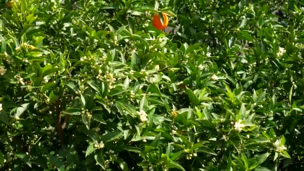 Çiçek açan mandalina ağacı. Karadağ mandalina ağaçları. Ev tanger — Stok video