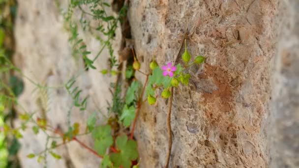 Η φύση του Μαυροβουνίου. Άγρια λουλούδια στα βουνά. Adriati — Αρχείο Βίντεο