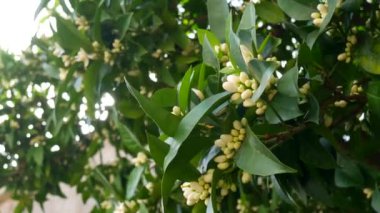 Çiçek açan mandalina ağacı. Karadağ mandalina ağaçları. Ev tanger