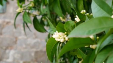 Çiçek açan mandalina ağacı. Karadağ mandalina ağaçları. Ev tanger