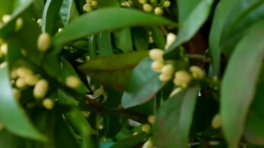 Çiçek açan mandalina ağacı. Karadağ mandalina ağaçları. Ev tanger