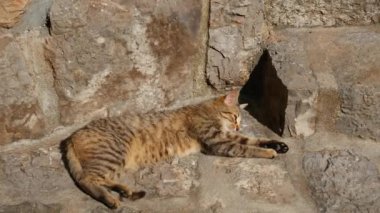 Dubrovnik'in tarihi şehir Budva, Kotor, Kedilerde. Hırvatistan ve Pzt