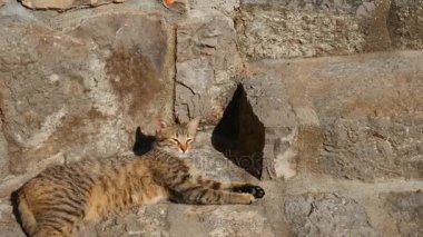 Dubrovnik'in tarihi şehir Budva, Kotor, Kedilerde. Hırvatistan ve Pzt