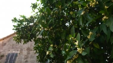 Çiçek açan mandalina ağacı. Karadağ mandalina ağaçları. Ev tanger