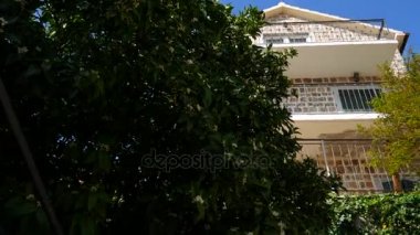 Çiçek açan mandalina ağacı. Karadağ mandalina ağaçları. Ev tanger