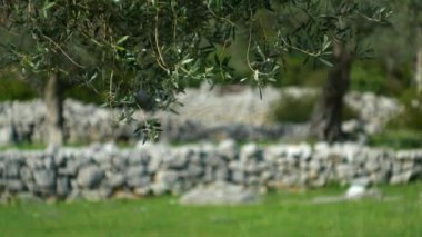 Zeytin dalı ile yaprakları yakın çekim. Zeytin bahçeleri ve bahçelerde M