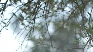 Zeytin dalı ile yaprakları yakın çekim. Zeytin bahçeleri ve bahçelerde M
