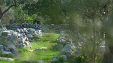 Zeytin bahçeleri ve bahçeleri Karadağ