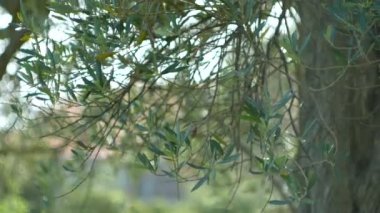 Zeytin dalı ile yaprakları yakın çekim. Zeytin bahçeleri ve bahçelerde M
