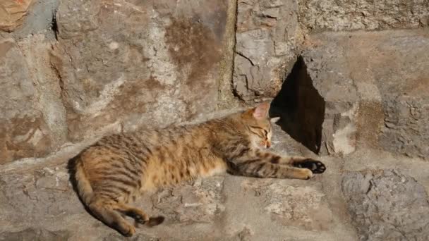 Gatos en el casco antiguo de Budva, Kotor, Dubrovnik. Croacia y Lun — Vídeos de Stock