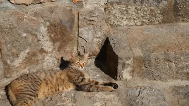 Gatos en el casco antiguo de Budva, Kotor, Dubrovnik. Croacia y Lun — Vídeos de Stock