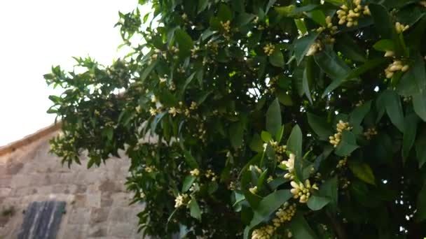 Tangerina de árvore florescente. Mandarim montenegrino. Perigo em casa — Vídeo de Stock