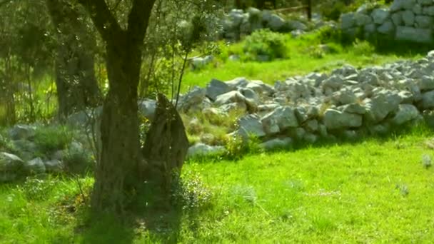 Крупный план ствола маслины. Оливковые рощи и сад — стоковое видео