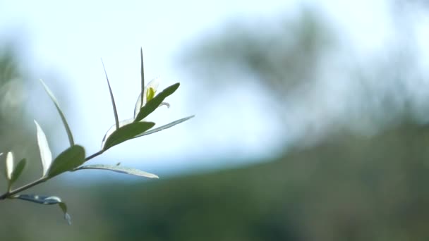 Olive branch with leaves close-up. Olive groves and gardens in M — Stock Video