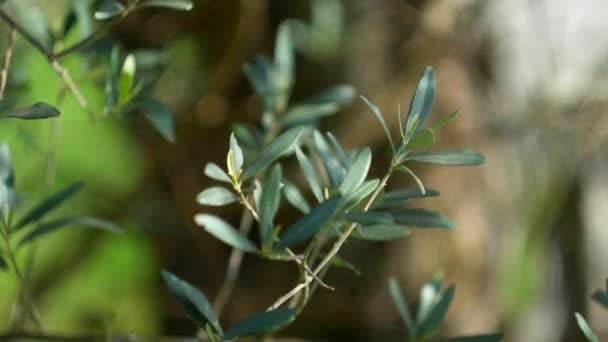 Zeytin dalı ile yaprakları yakın çekim. Zeytin bahçeleri ve bahçelerde M — Stok video