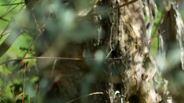 Close-up do tronco de uma árvore de azeitonas. Azeitonas e acelgas — Vídeo de Stock