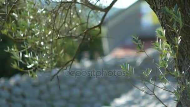 Olivais e jardins em Montenegro — Vídeo de Stock