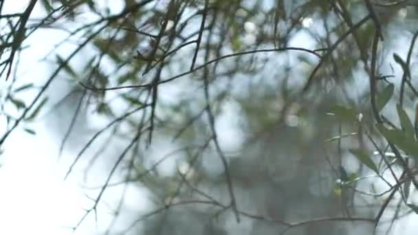 Оливкова гілка з листям крупним планом. Оливкові гаї та сади в М — стокове відео