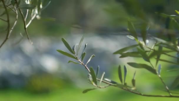 Κλαδί ελιάς με φύλλα close-up. Ελαιώνες και κήπους σε M — Αρχείο Βίντεο