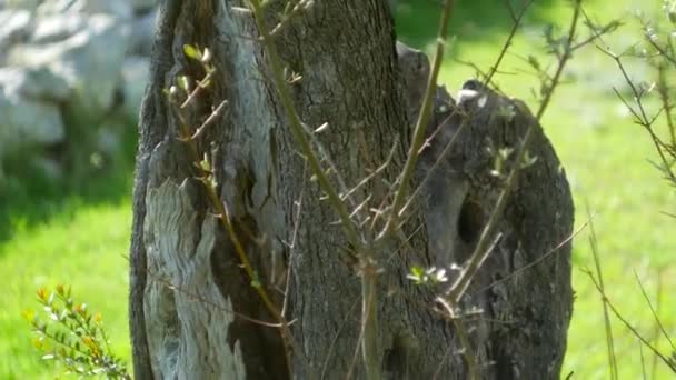 Primer plano del tronco de un árbol de aceitunas. Olivos y acelgas — Vídeos de Stock