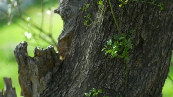 Close-up do tronco de uma árvore de azeitonas. Azeitonas e acelgas — Vídeo de Stock
