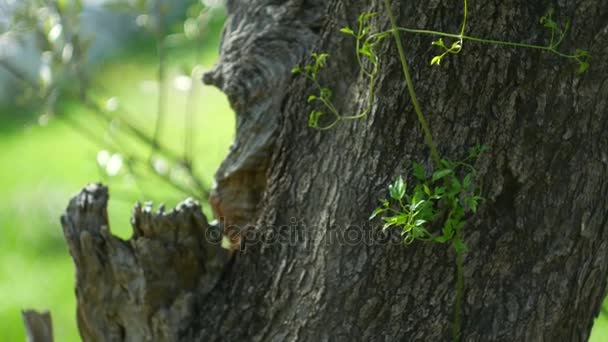 オリーブの木の幹のクローズ アップ。オリーブの木立とガール — ストック動画