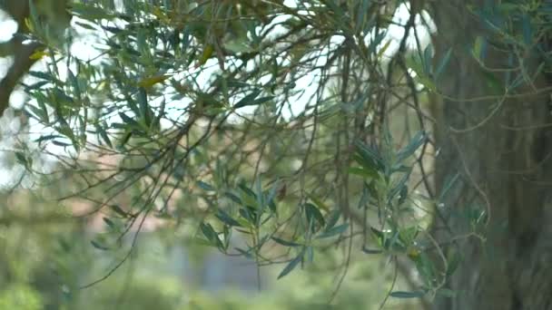 Branche d'olivier avec feuilles en gros plan. Oliveraies et jardins à M — Video