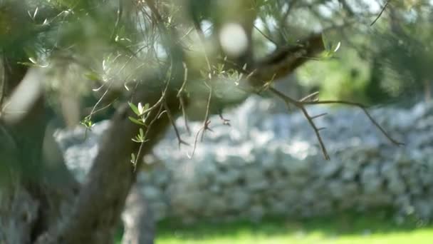 Оливковая ветвь с листьями крупным планом. Оливковые рощи и сады в М — стоковое видео