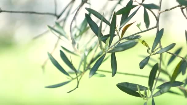 Olive branch a levelek közelről. Olajfaligetek és kertek a M — Stock videók