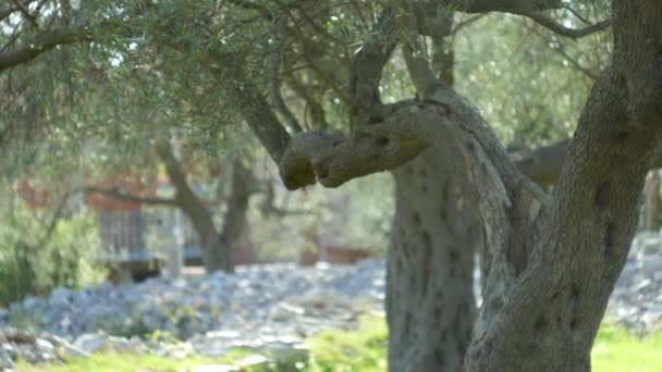 Primer plano del tronco de un árbol de aceitunas. Olivos y acelgas — Vídeo de stock