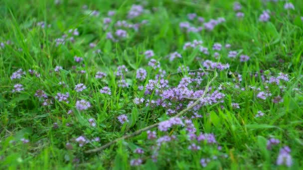 The nature of Montenegro. Wild flowers in the mountains. Adriati — Stock Video