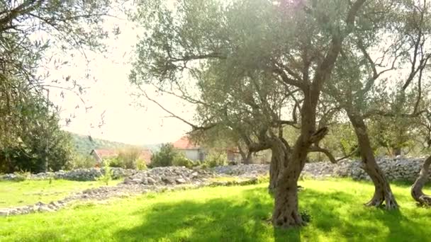 Olivovník. Olivové háje a zahrady v Černé hoře — Stock video