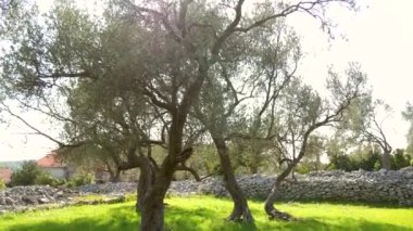 Zeytin ağacı. Zeytin bahçeleri ve bahçeleri Karadağ