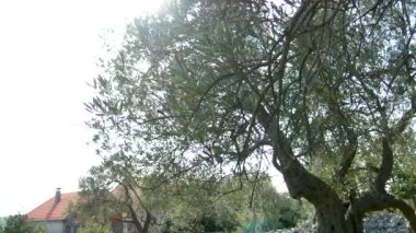 Zeytin ağacı. Zeytin bahçeleri ve bahçeleri Karadağ