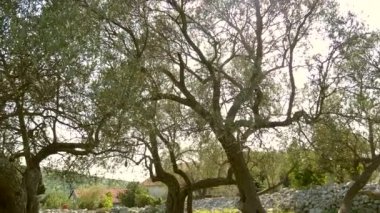 Zeytin ağacı. Zeytin bahçeleri ve bahçeleri Karadağ