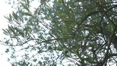 Zeytin dalı ile yaprakları yakın çekim. Zeytin bahçeleri ve bahçelerde M