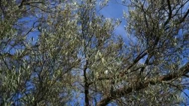 Zeytin dalı ile yaprakları yakın çekim. Zeytin bahçeleri ve bahçelerde M