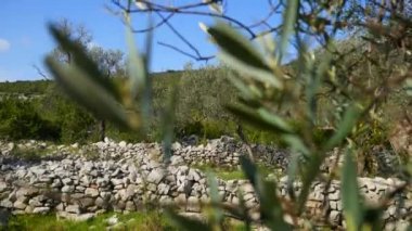 Zeytin bahçeleri ve bahçeleri Karadağ