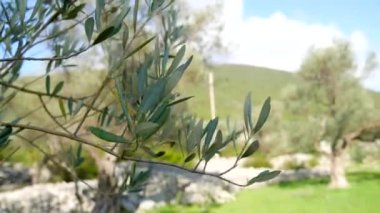 Zeytin bahçeleri ve bahçeleri Karadağ
