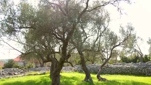 Un olivier. Oliveraies et jardins en Monténégro — Video