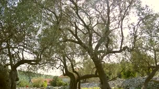 Olive Tree. Olivlundar och trädgårdar i Montenegro — Stockvideo