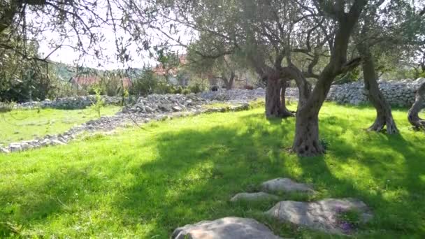 オリーブ畑とモンテネグロの庭園 — ストック動画