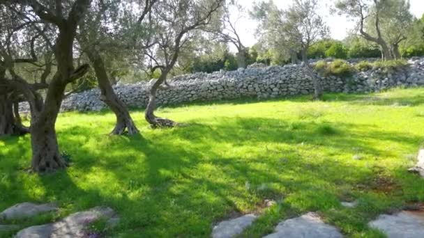 Olive groves and gardens in Montenegro — Stock Video