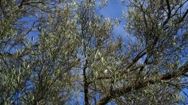Rama de olivo con hojas de cerca. Olivos y jardines en M — Vídeo de stock